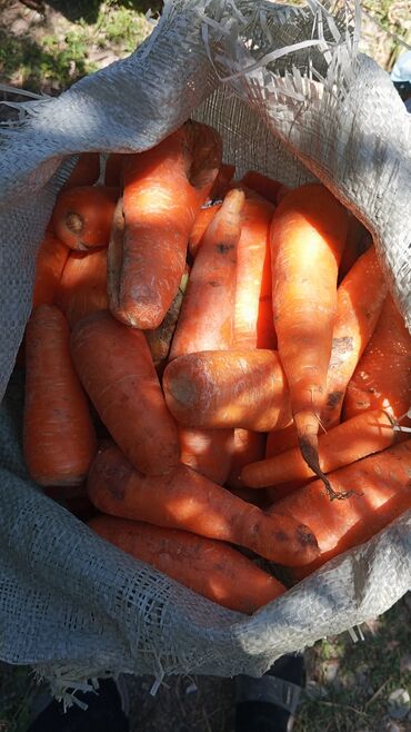 от гольфа: Продается морковка мешок 150 мешки большие внутри много хорошый