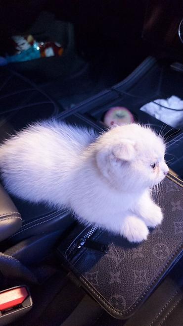 шотландский вислоухий котенок: 🐾 Шотландский вислоухий котёнок 🤍 Очень ласковый и игривый малыш 🥹 — 3