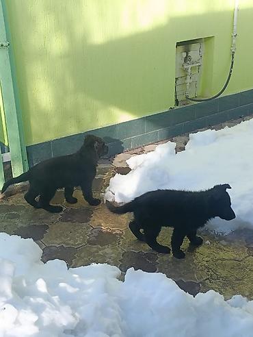 Продажа собак: Продаются Щенки немецкой овчарки (черный окрас и чепрачный) - — 5