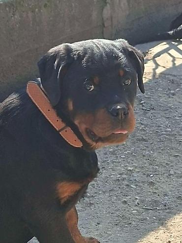 Psi: Rotvajler žensko štene oštećena 21. oktobraa 2025. Primila sve — 3