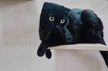 шотландская длинношерстная кошка: Кошка даром: Скотиш Фолд (Шотландская вислоухая), 1 год, Девочка