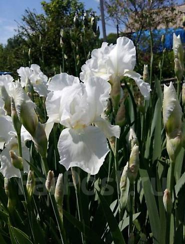 iris: Корневища бордюрых белых ирисов. Корни жирные, мощные. 3 корня - 2 — 5