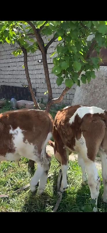 Dana, buzov: 2 baş simmental tipli dana - Növ: ətlik-südlük istiqamətli simmental — 5