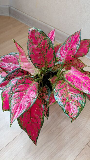 Декоративные цветы: Комнатные цветы — 14