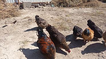 продаю животных: Продаю | Куры | Домашняя | Несушки — 1