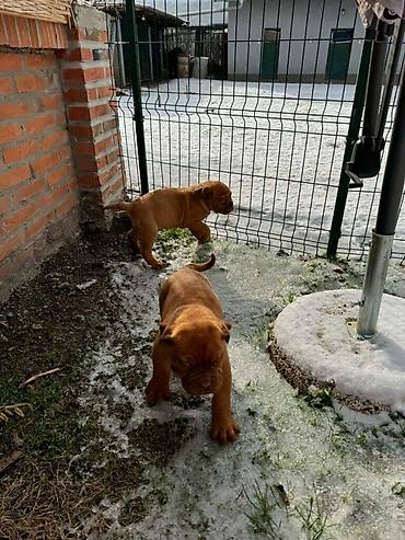 Psi: Na prodaju štenci bordoške doge. Štenci su vrlo kvalitetni i zdravi — 6