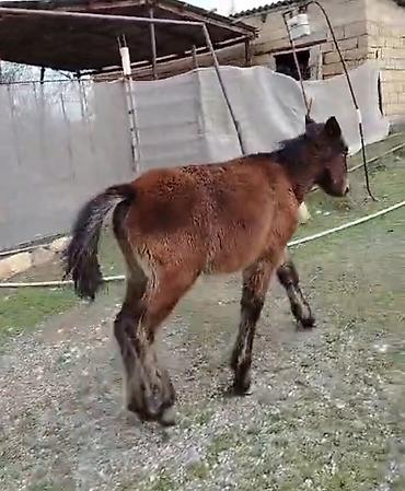 Atlar: Qəhvəyi rəngli at - Cins: yerli tip, qara yalı və quyruğu - Rəng — 16