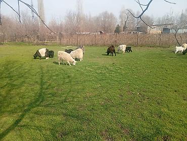 Козы, козлы: Продаю | Коза (самка), Козлёнок | Полукровка, Зааненская | На забой, Для разведения, Для молока | Племенные, Котные — 11