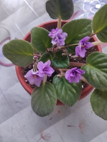 Хлорофитумы: Продаю комнатные цветы Сансевиерия-250сом (тещин язык ) Хлорофитум — 16