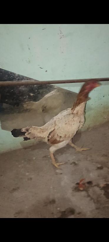 damazlıq heyvanların satışı: Salam bu heyvanlarin yumurtaları satılır temiz qan heyvandilar ünvan — 5