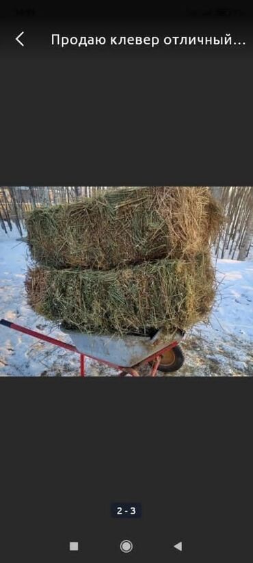 жем сатам: Продаю☘️🍀 3-укос чистый клевер люцерна! Тюки хорошие, лежат под