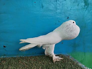 Göyərçinlər: Satilir pomeran Dutular 2 Cut Var cutu 120 Manatdi Bir cut Ag Qara Var — 2