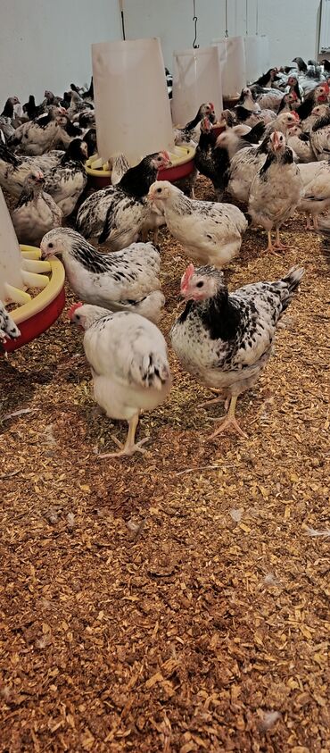 Toyuqlar: Toyuq, Broyler, Ətlik -da lalafo.az — 4 Toyuqlar: Toyuq, Broyler, Ətlik — 4