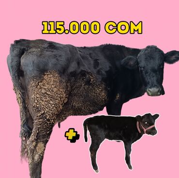 Продаю | Корова (самка), Музоо, торпок | Для разведения, Для молока