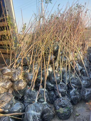 Şitillər: Məhsul: Gül kolları (qızılgül) Təsvir: - Şəkillərdə müxtəlif rəng və — 7