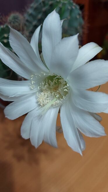 Другие комнатные растения: Хлорофитумы. распродажа Хлорофитум - можно по праву назвать — 14