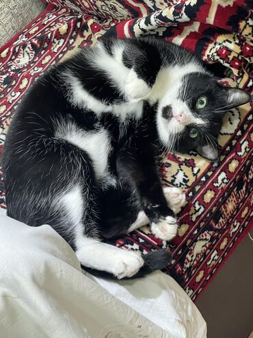 дом для котов: Кошка даром: Беспородная, 3 года, Мальчик, Кастрирована, Приучена к лотку, Проглистована