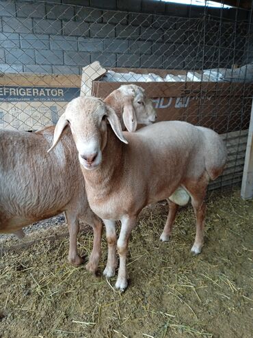стригальная машинка для стрижки овец: Продаю | Овца (самка), Баран (самец) | Гиссарская, Арашан