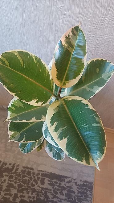 Фикусы: Фикус эластика вариегатный (Ficus elastica Tineke). - Высота растения — 3