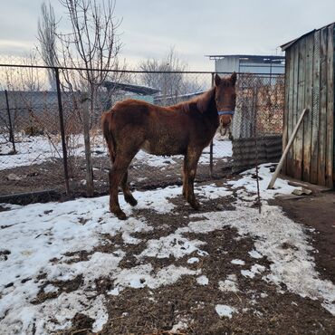 Лошади, кони: Продаю | Конь (самец), Жеребенок | Полукровка, Английская | Для разведения, Конный спорт — 1