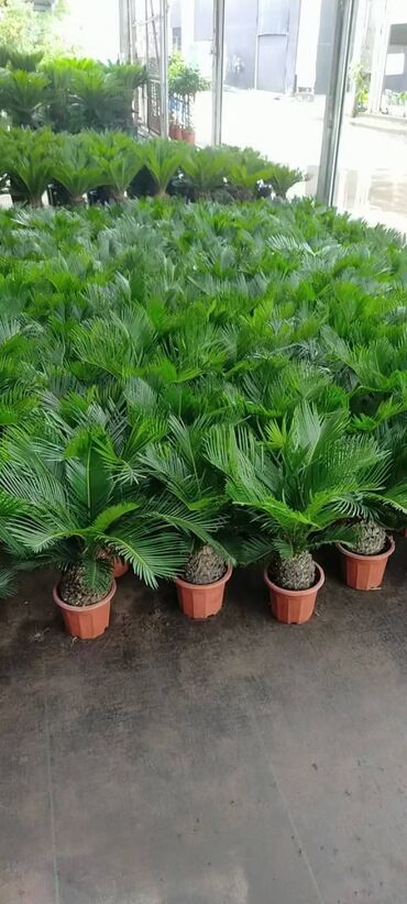 Другие комнатные растения: Предлагаются различные комнатные растения в горшках. В наличии кротоны — 14