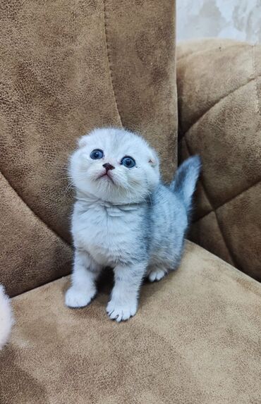 Pişiklər: Şotland yastı qulaq, Dişi, Yaxşı əllərə, Ünvandan götürmə, Pulsuz çatdırılma, Ödənişli çatdırılma — 2