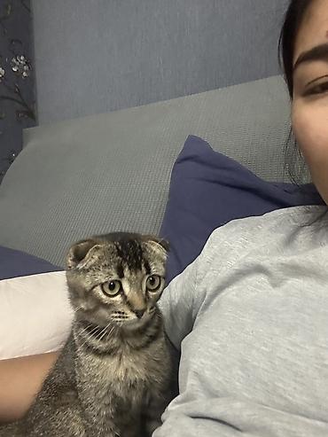 Скотиш Фолд (Шотландская вислоухая), 2 месяца, Мальчик, Приучена к лотку