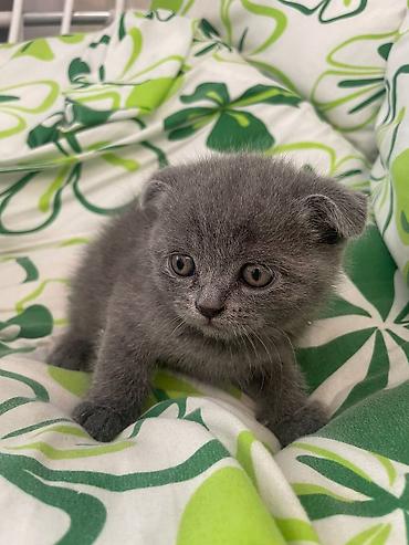 🐱💕 Продаются очаровательные котята! 💕 Милые, красивые и очень