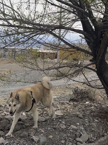 Собаки: Потерялась лайка с родословной в городе Балыкчы!! Вернуть за