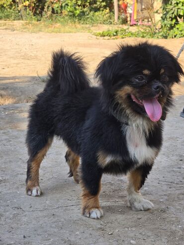 rus it adları: Pekines, 2 il, Erkek, Ünvandan götürmə