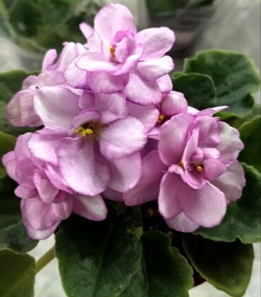 Фиалки и глоксинии: 🌱🌺🌱 Продаю сортовые ДЕТКИ стандартных фиалок🌱🌺🌱. Цены от 80-150 сом — 30