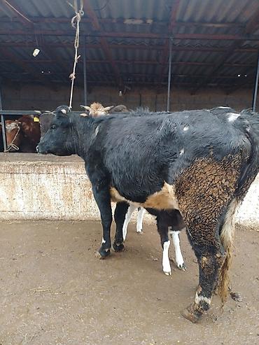 Коровы, быки: Продаю | Корова (самка) | Голштин | Для молока | После отела — 1