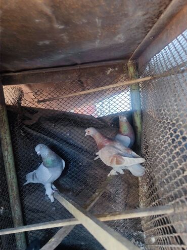 голуби птицы: Продаю голубей, есть пять готовых самцов на продажу