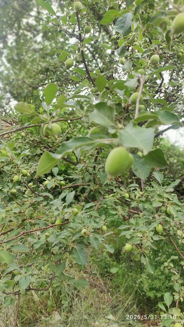 Продажа домов: Дом, 70 м², 4 комнаты, Собственник, Старый ремонт — 5