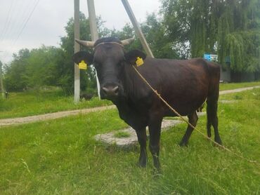 меняю на корову: Продаю | Корова (самка) | Алатауская | Для молока