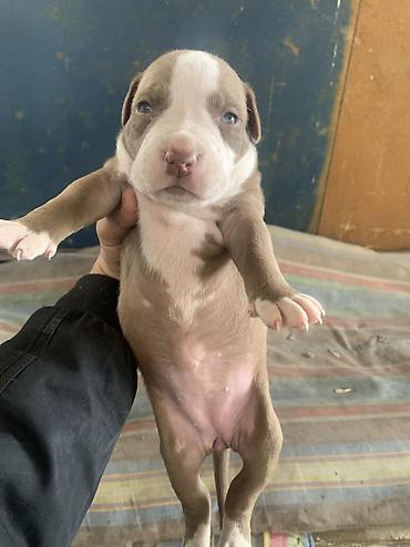 Продажа собак: Щенки с короткой гладкой шерстью, мощным телосложением и широкими — 15