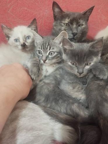 Мышыктар сатылат: Замечательные домашние котята,2девочки и один мальчик. 2месяца,к — 1