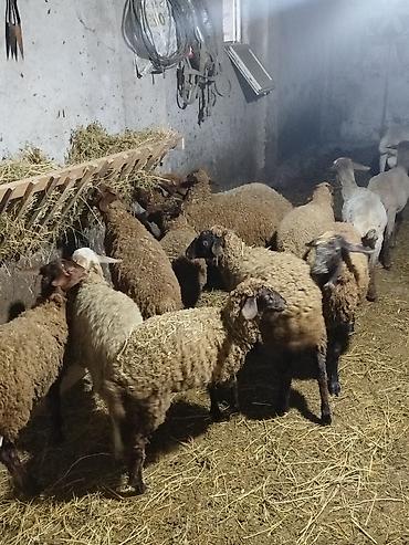 qala qoyunlar: Mal-qara: qoyun sürüsü - Növ: yerli qarışıq ətlik/yunlu qoyunlar - — 1