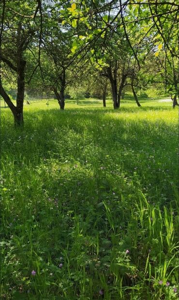 Torpaq sahələrinin satışı: 48 sot, Tikinti, Mülkiyyətçi, Bələdiyyə — 7