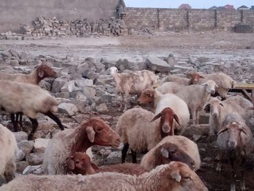 Qoyunlar, qoçlar: Dişi, il: 5, 55 kq, Ətlik, Ünvandan götürmə — 5