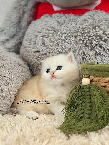 Pişiklər: Britan, Erkək — 10