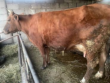 Коровы, быки: Продаю | Корова (самка) | Для молока — 12