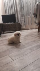 бутка для собак: Başlıq: Salam pekines balası satılır, 3 aylıqdır, erkəkdir, tam