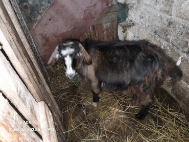 Qoyunlar, qoçlar: QOYUN-QUZU KEÇİLƏR — 9