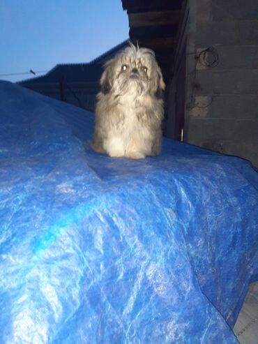 İtlər: Pekines, 2 ay, Dişi, Ödənişli çatdırılma — 8