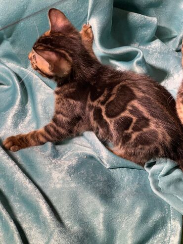 Продажа кошек: Бенгальская, 2 месяца, Девочка, Шоколадный, Приучена к лотку, Проглистована, С документами — 5