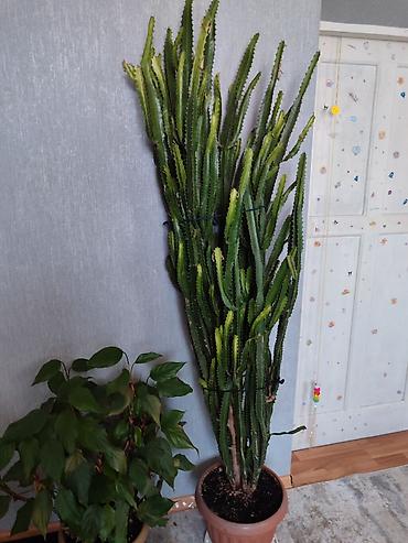 Высокий комнатный суккулент Euphorbia trigona (молочай трёхгранный) в