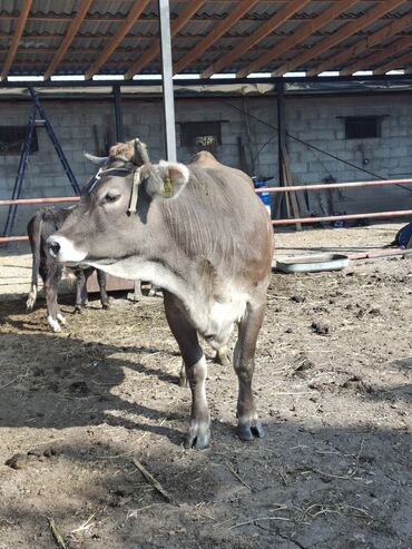 товары для животных: Продаю | Тёлка | Швицкая | Для разведения