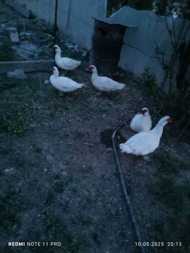 ördək haqqında məlumat: Erkək, | Lal ördək, Damazlıq, Ünvandan götürmə, Pulsuz çatdırılma, Ödənişli çatdırılma