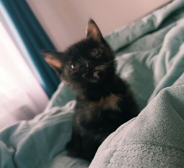 скоттиш фолд шотландская вислоухая кошка: 3 месяца, Девочка, Приучена к лотку